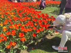 花朝节开启沪上春日雅集：十二花神巡游、机器人踏水起舞